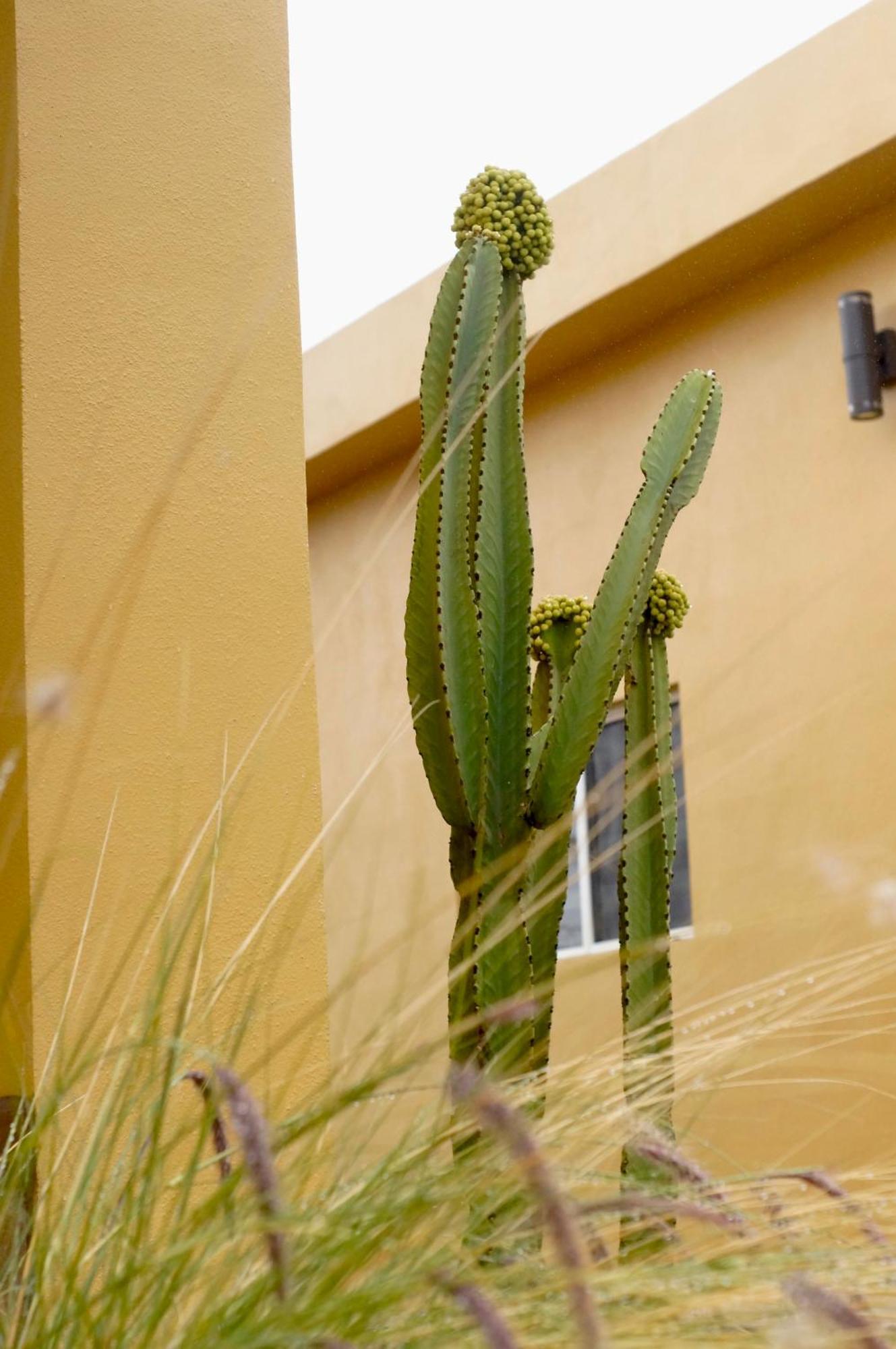 Cozy, Quiet & Pet Friendly Gated Patio Studio Ensenada Dış mekan fotoğraf